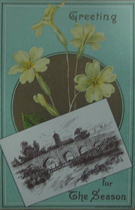 Primrose-web