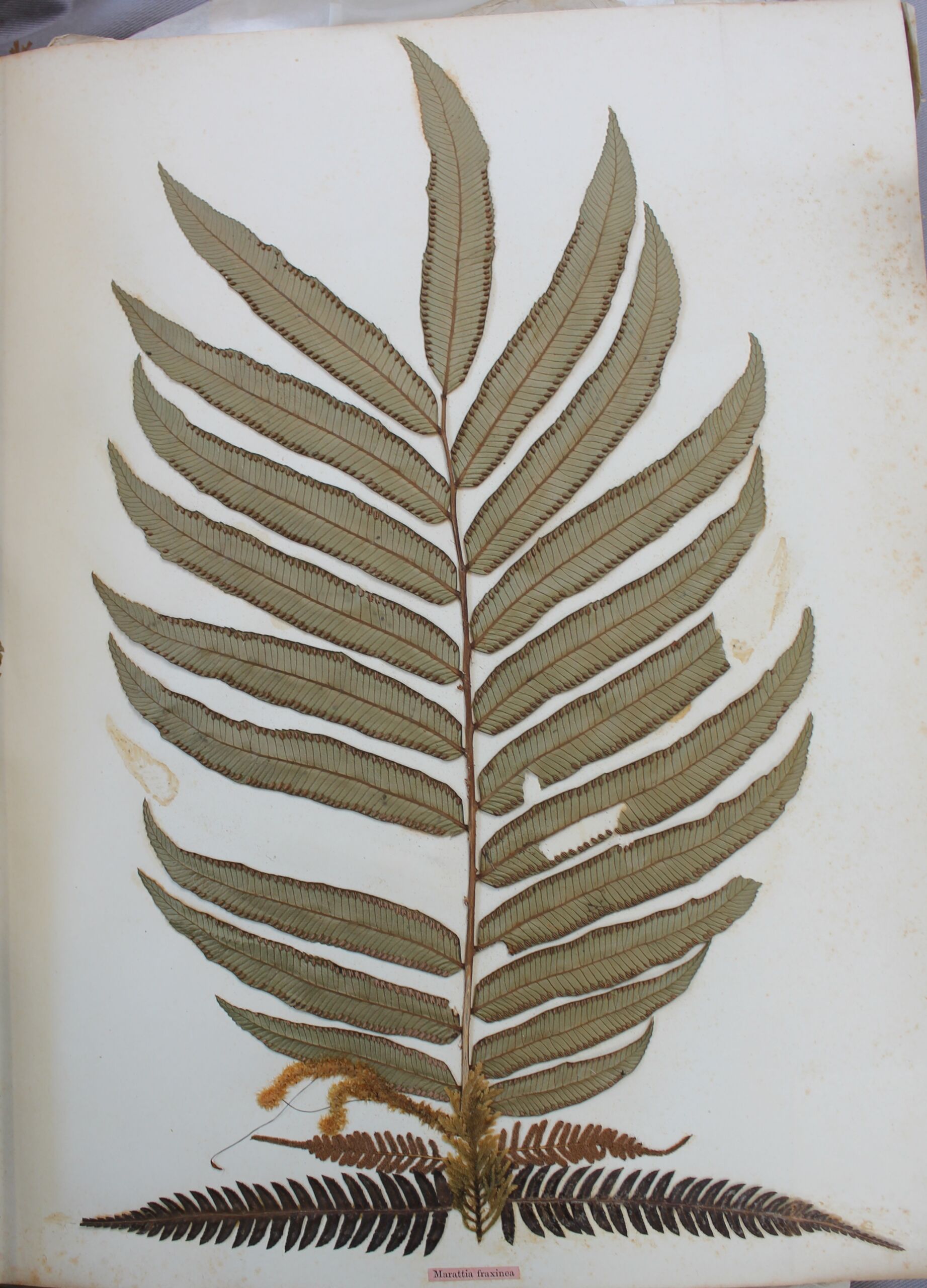 e1-Album-of-pressed-leaves-and-plants-with-the-Latin-names-of-the-plants-4312-11-A-1