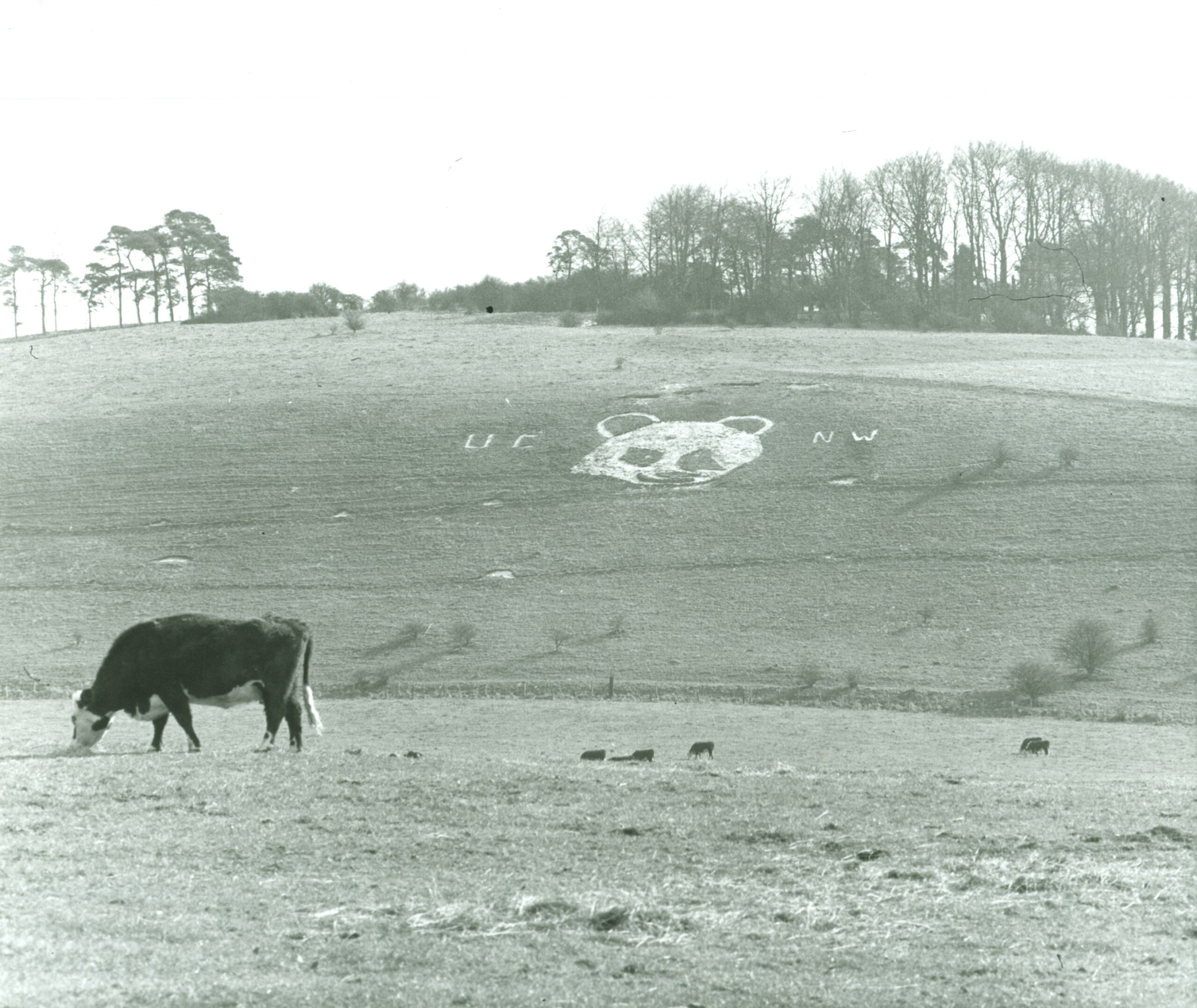 e4-Chalk-panda-at-Laverstock-P15397