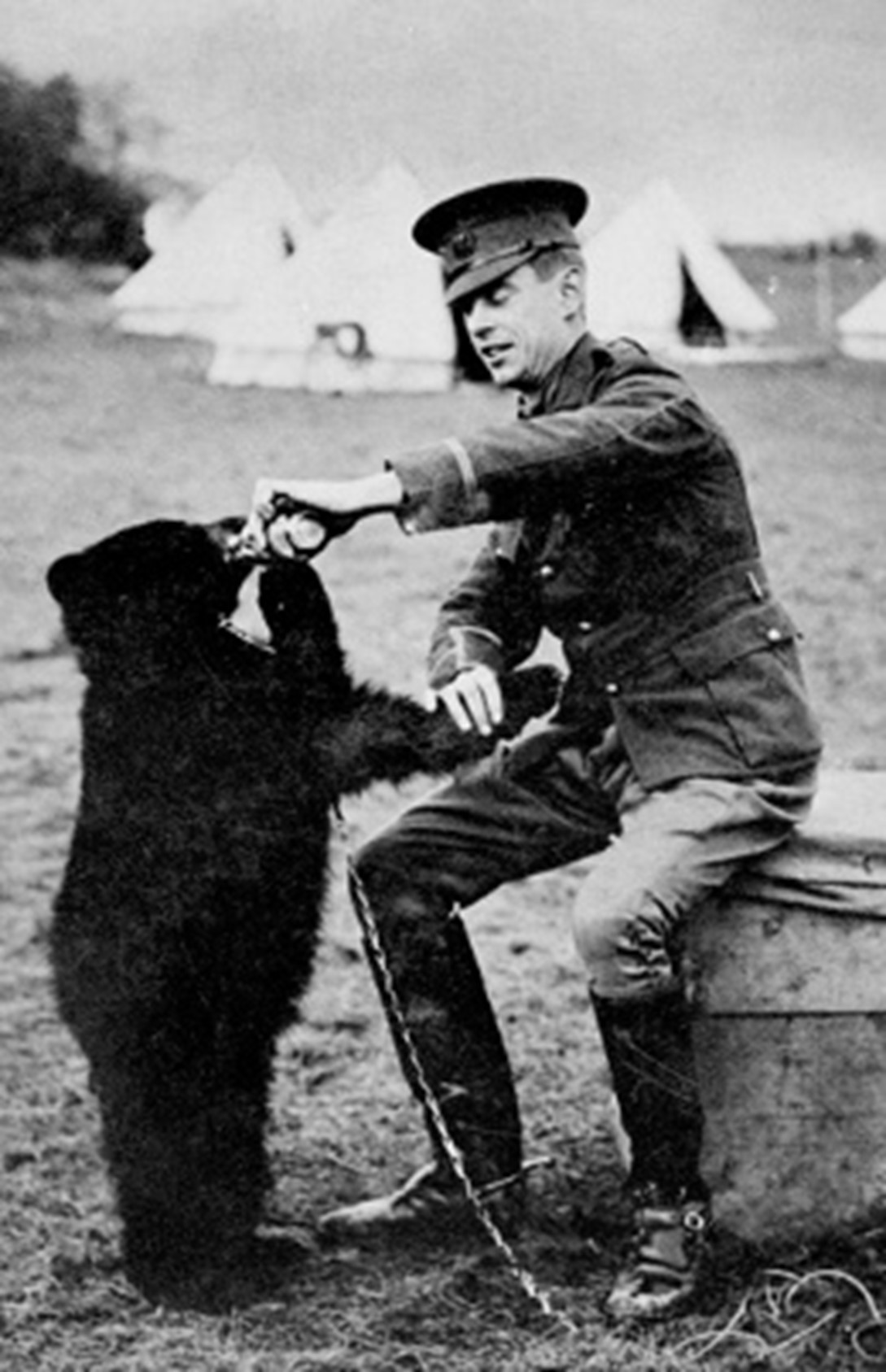 A soldier dressed in uniform in sat feeding a bear cub which is stood on its hind legs reaching up to the soldier's hand